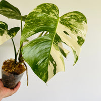 Monstera Deliciosa Albo Variegata - High Variegation - Plant A4 