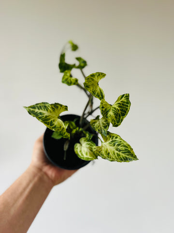 Syngonium Podophyllum 'Batik' - 4