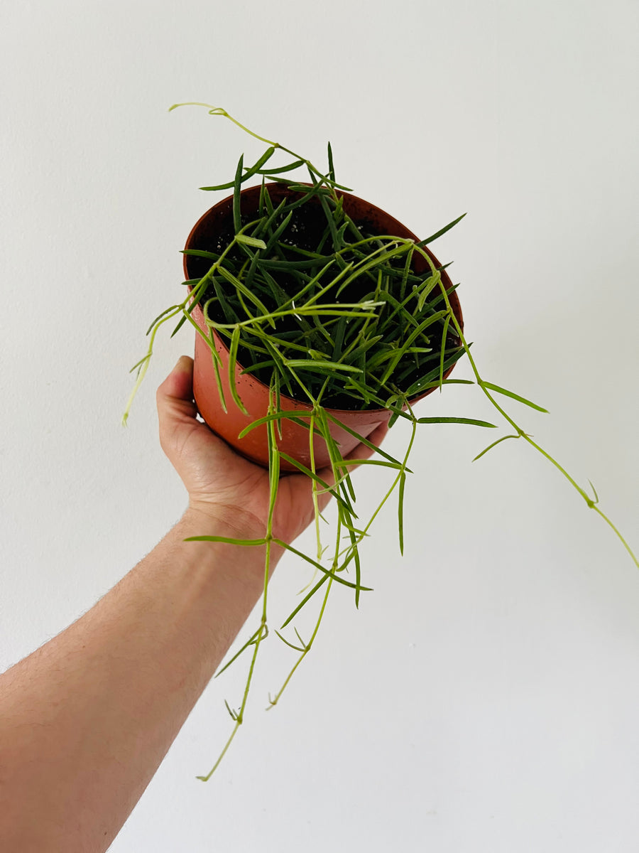 Hoya Linearis - 6