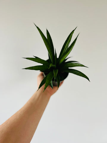 Sansevieria Meechai - Hybrid Snake Plant - 4