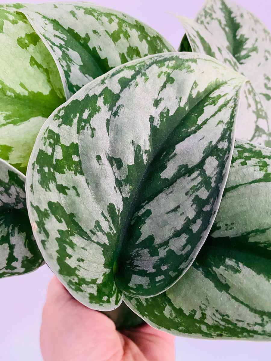 Scindapsus Pictus 'Silver Cloud' - 4
