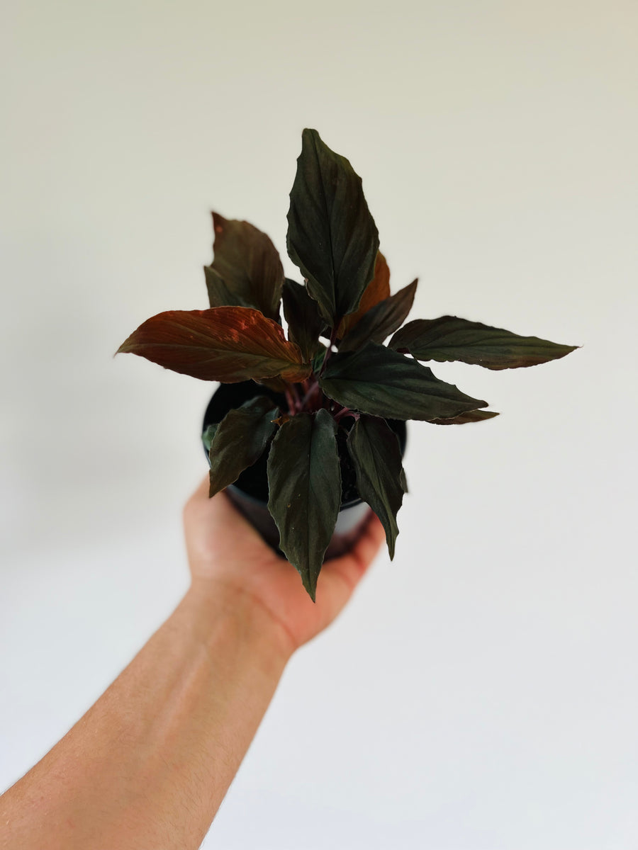 Homalomena Black Form - Rare Aroid - 4
