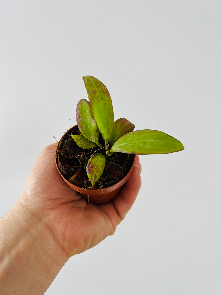 Hoya Merrillii - 3