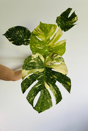 Monstera Thai Constellation - High Variegation - Plant C53 - Includes Next Day Shipping