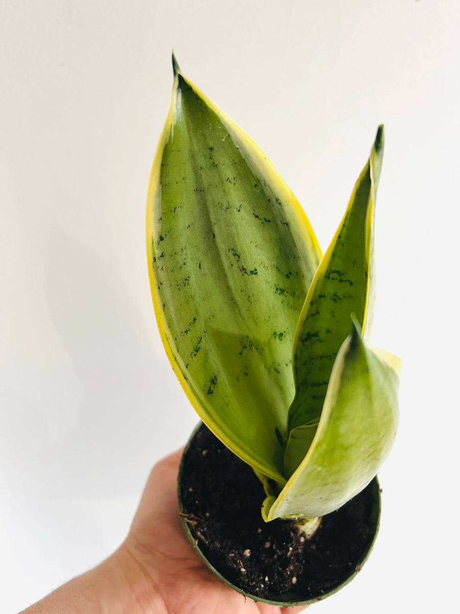 Sansevieria 'Night Owl' - 4