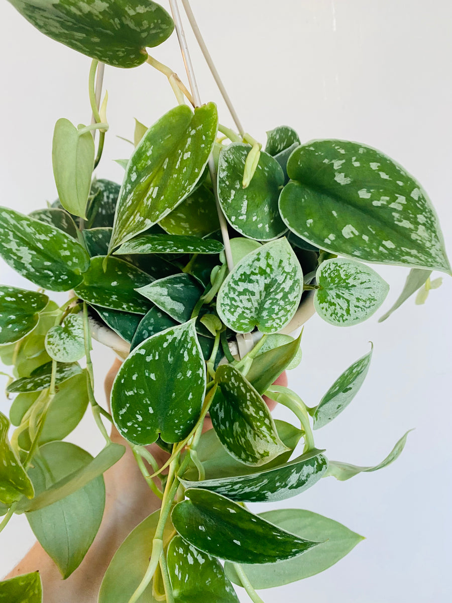 Scindapsus Silver Anne - 6