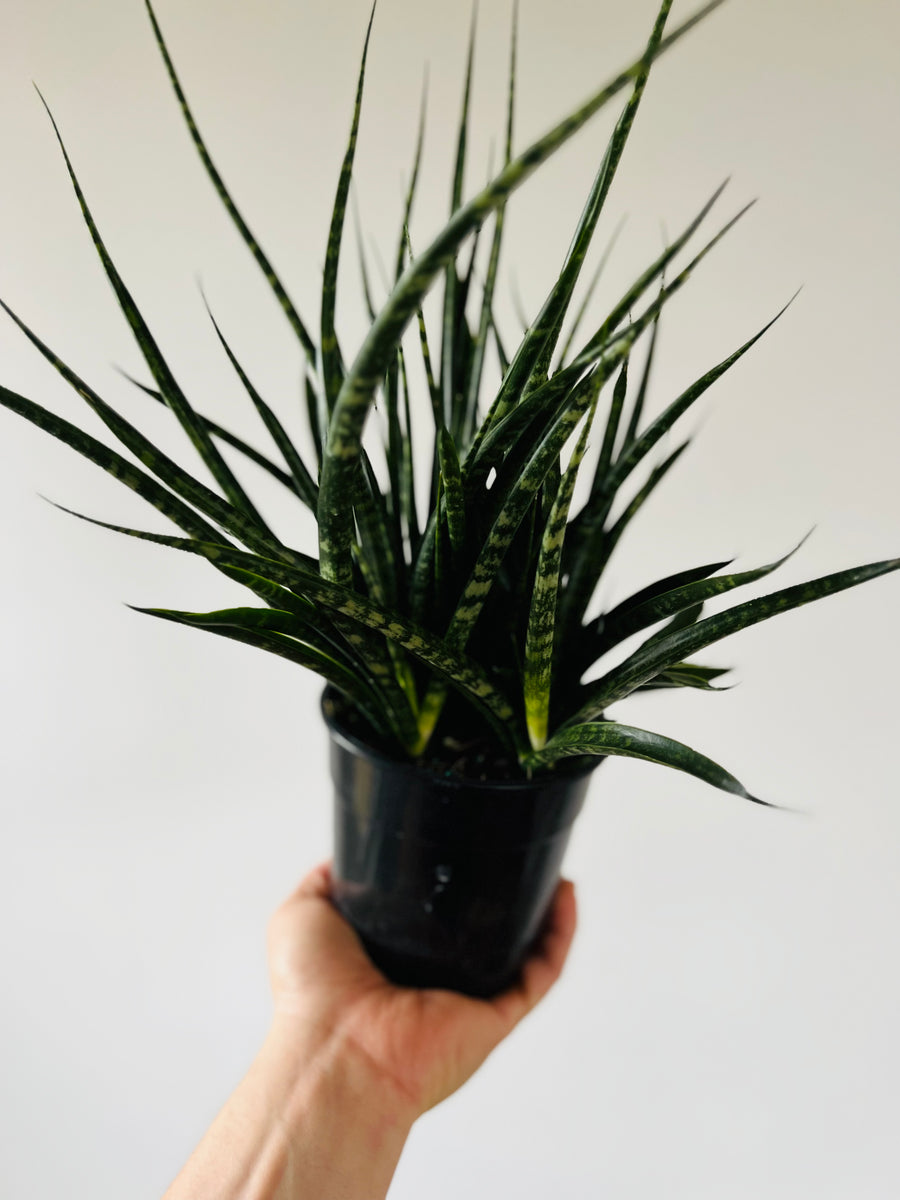 Sansevieria Mikado - 6