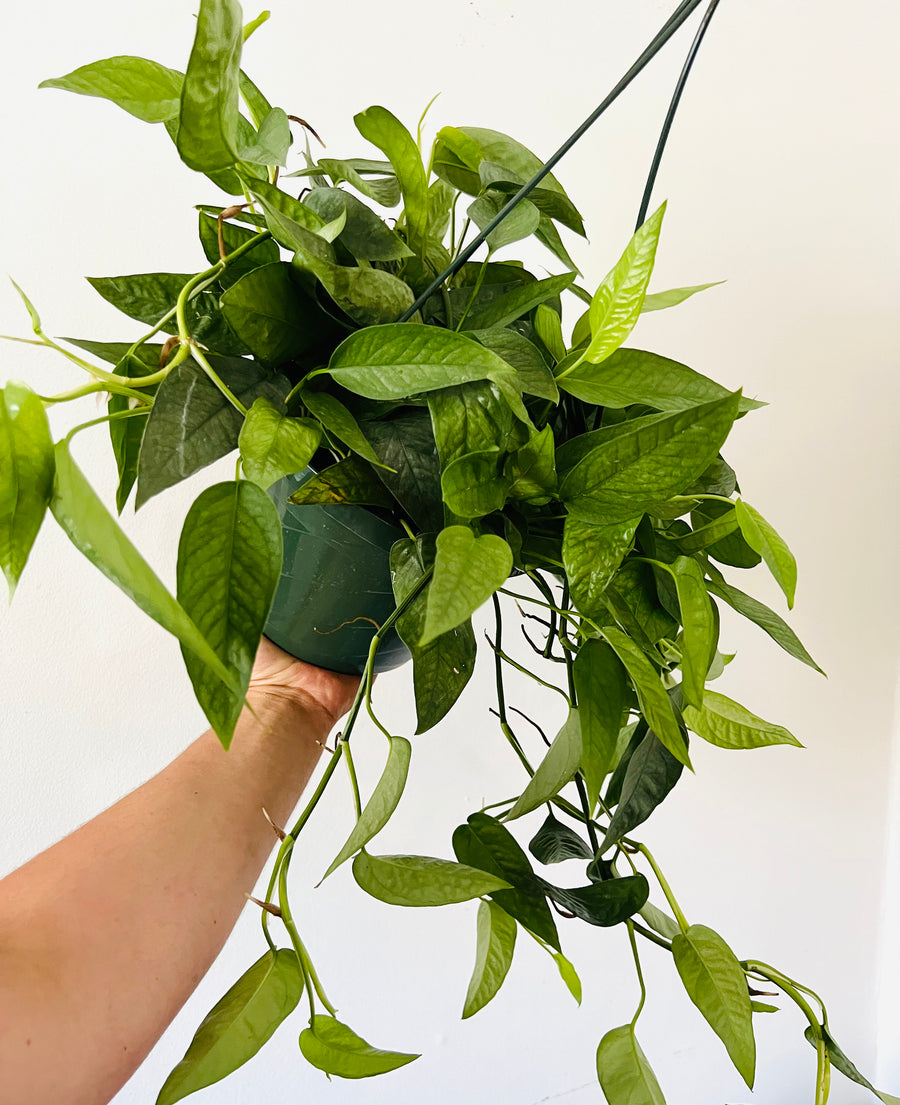 Cebu Blue Pothos - Epipremnum Pinnatum ‘Cebu Blue’ - 8