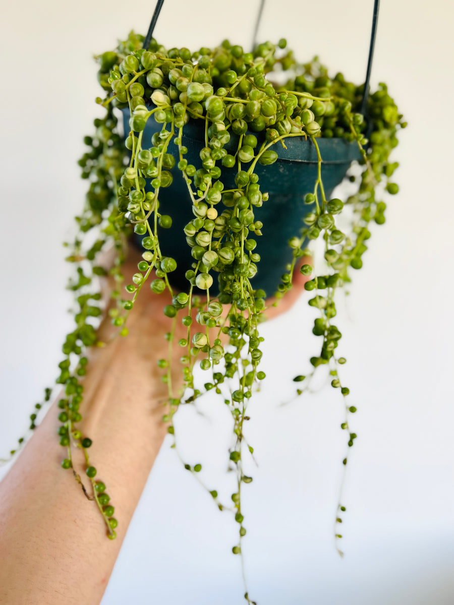 Variegated String of Pearls - Curio Rowleyanus - Very Full & Trailing - 6