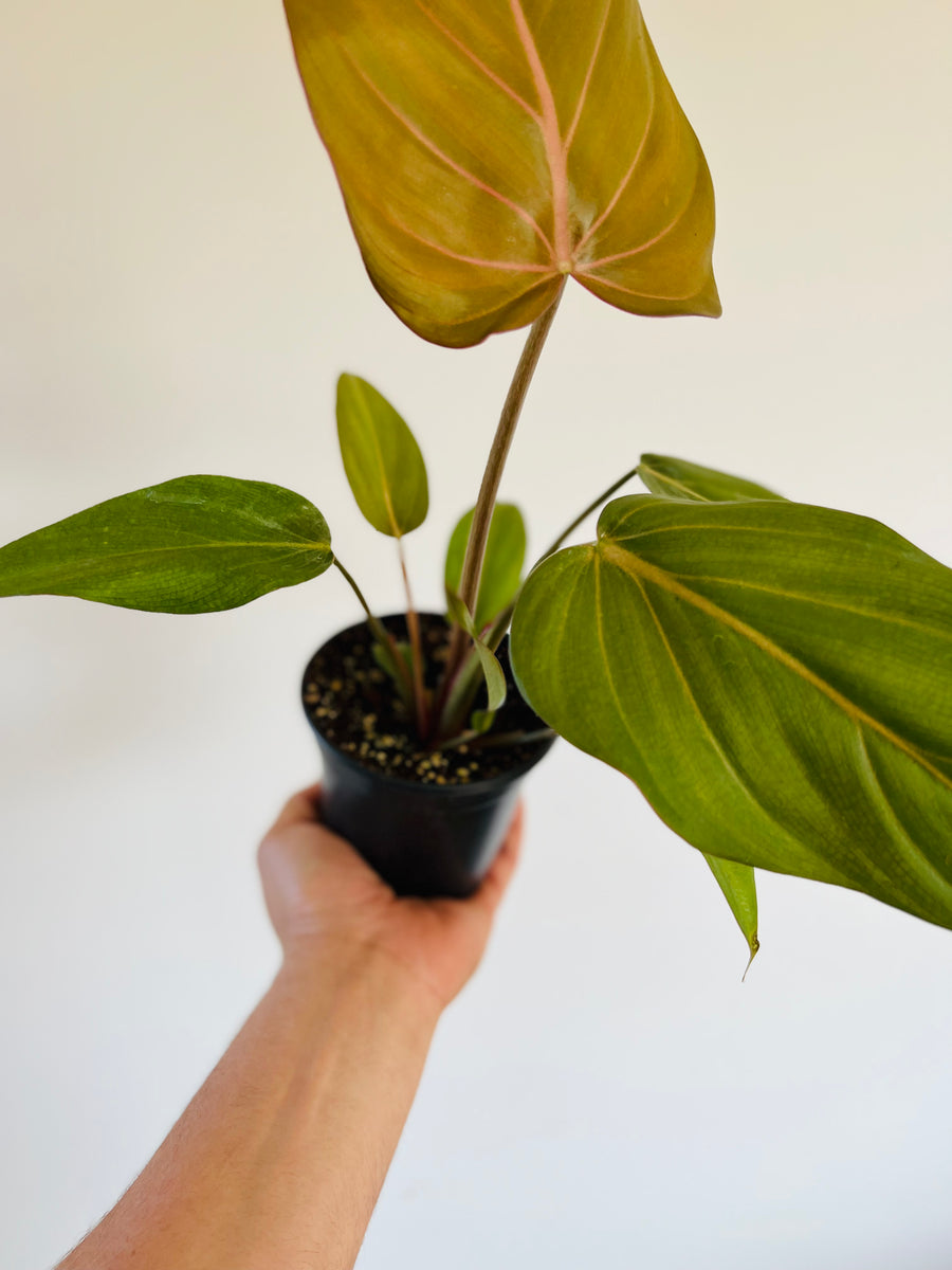 Philodendron Summer Glory - New Cultivar - 4
