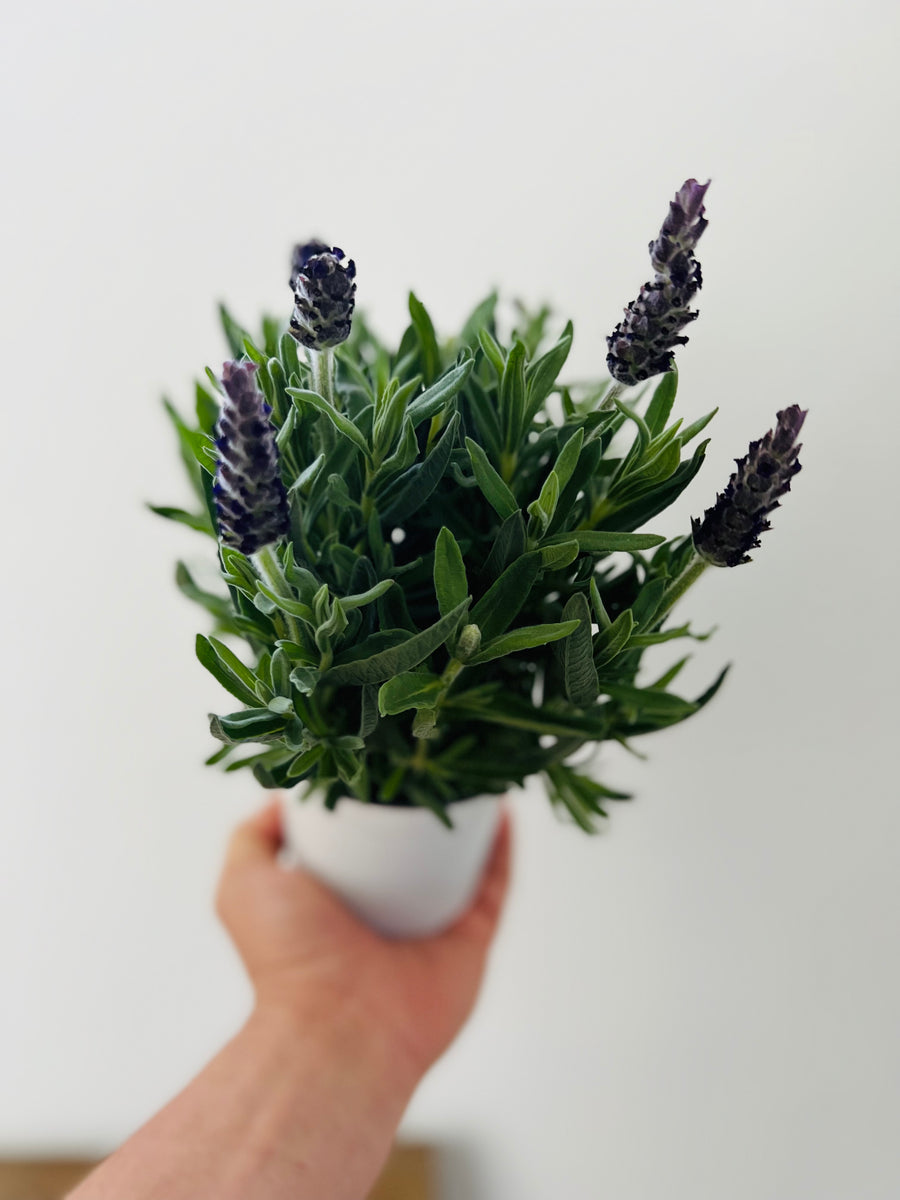 Spanish Lavender Bush - Lavender Anouk - 4