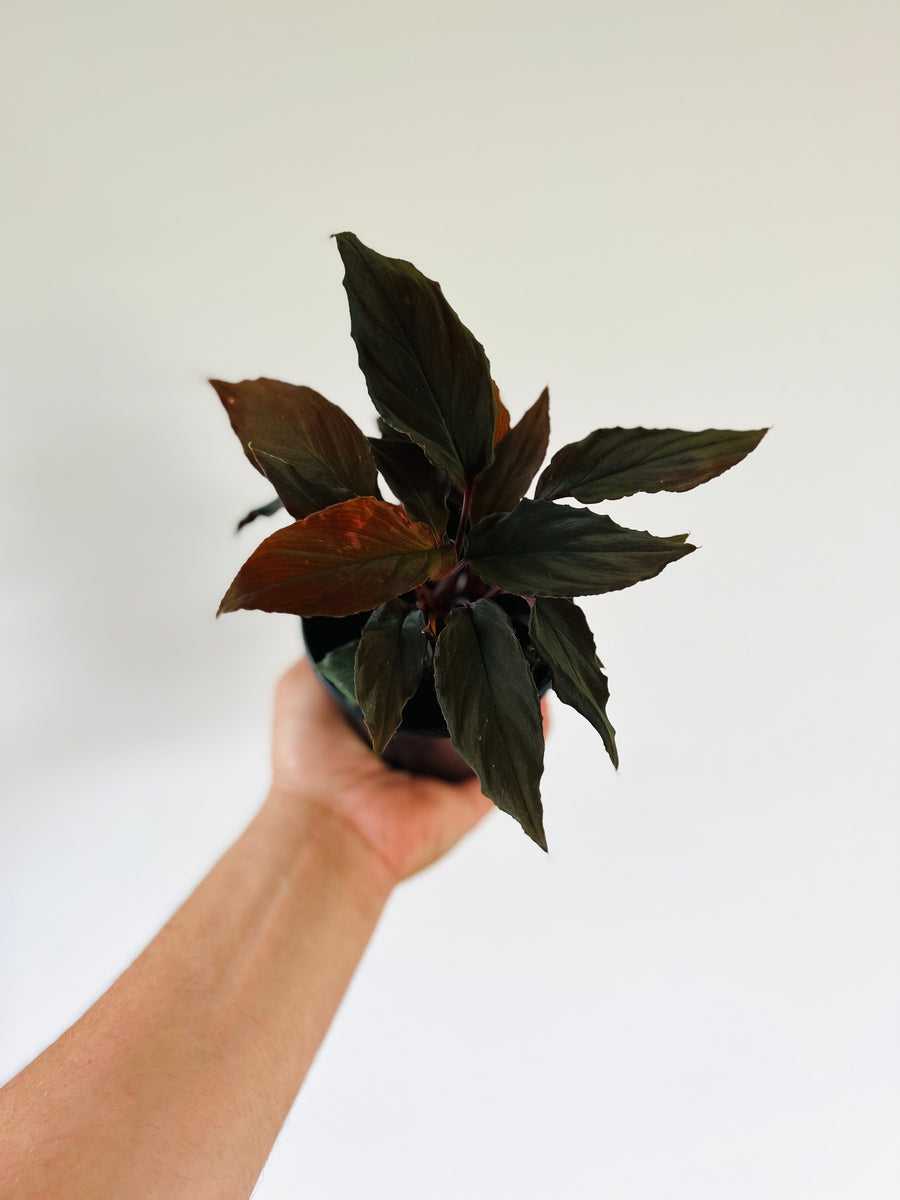 Homalomena Black Form - Rare Aroid - 4