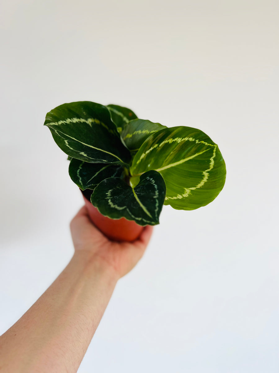 Calathea 'Rosey Green' - 4