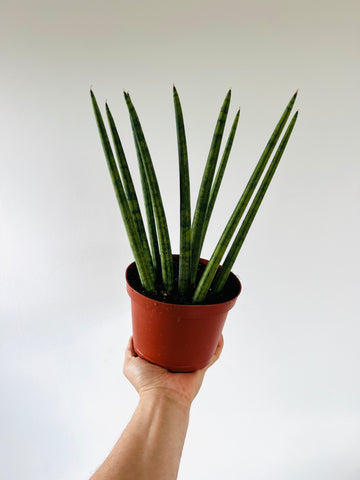 Crown of Thorns Sansevieria - Cylindrica Snake Plant - 6