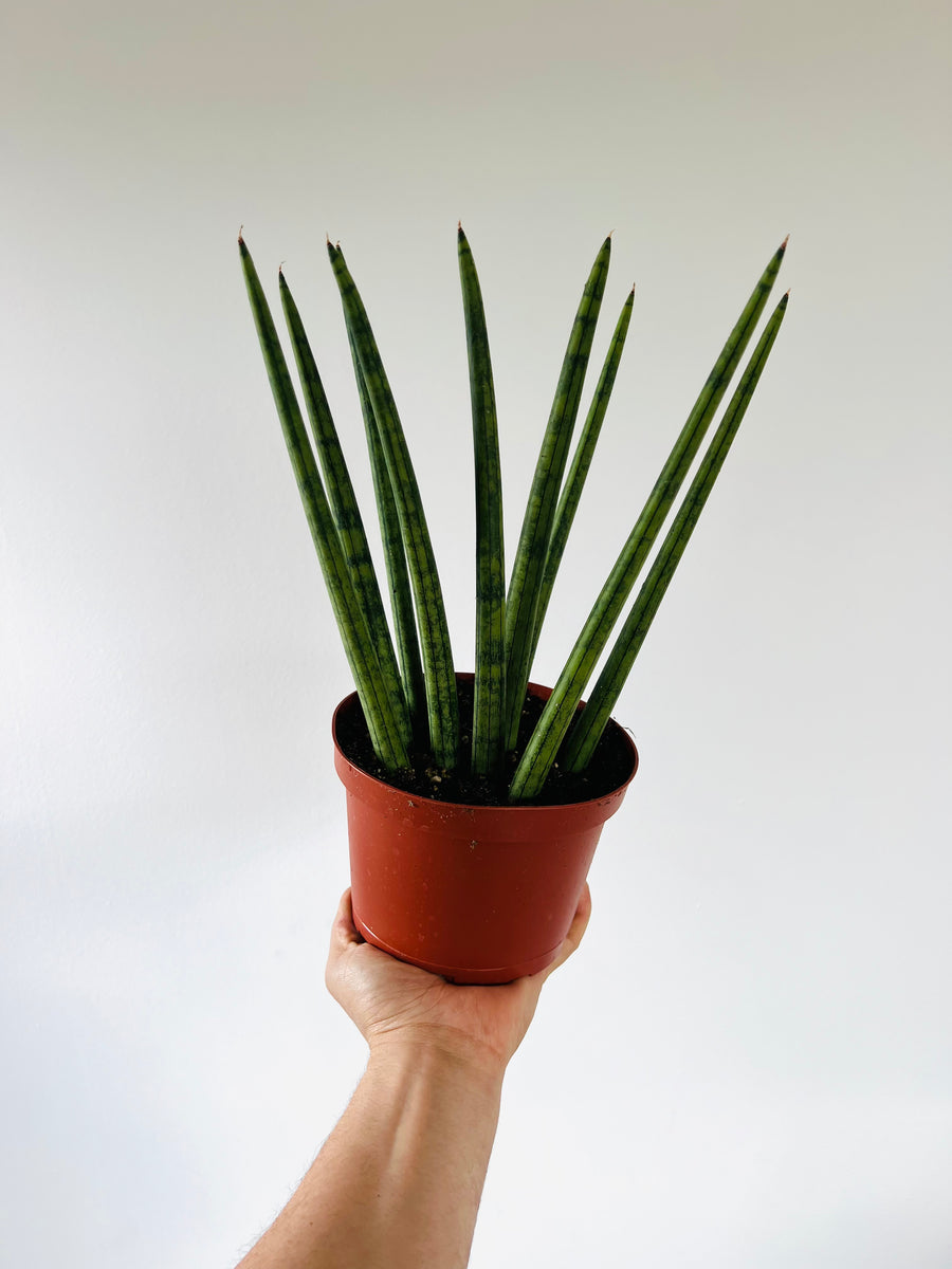 Crown of Thorns Sansevieria - Cylindrica Snake Plant - 6