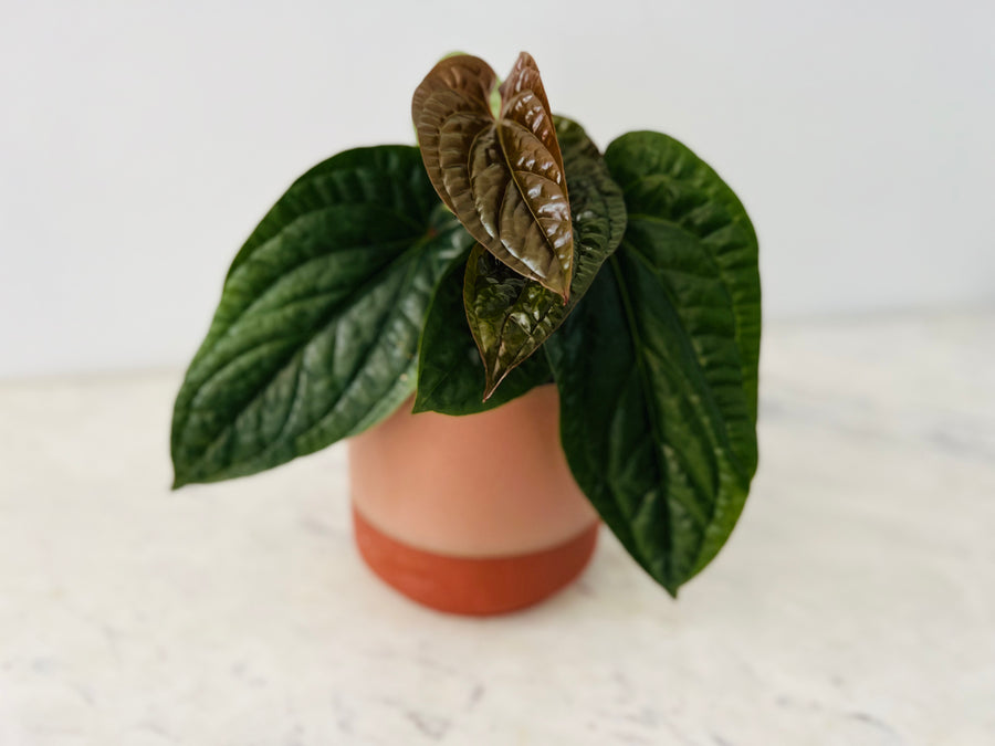 Juniper Pot - Matte Planter - Available in Multiple Sizes