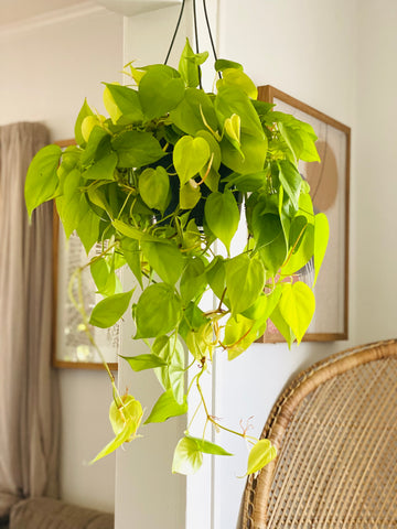 Philodendron Hederaceum 'Lemon' - Vining - 8