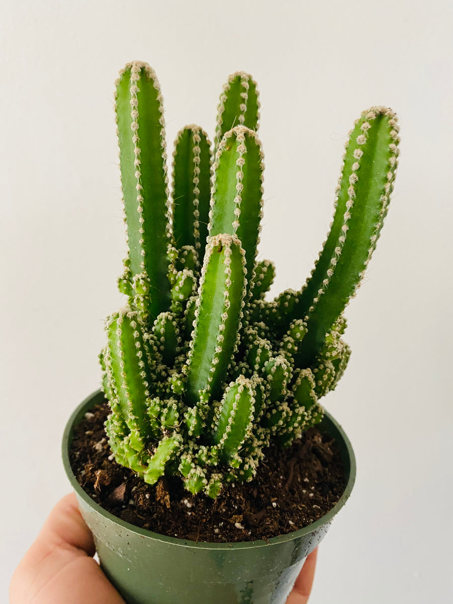 Fairy Castle Cactus - Acanthocereus Tetragonus - 4