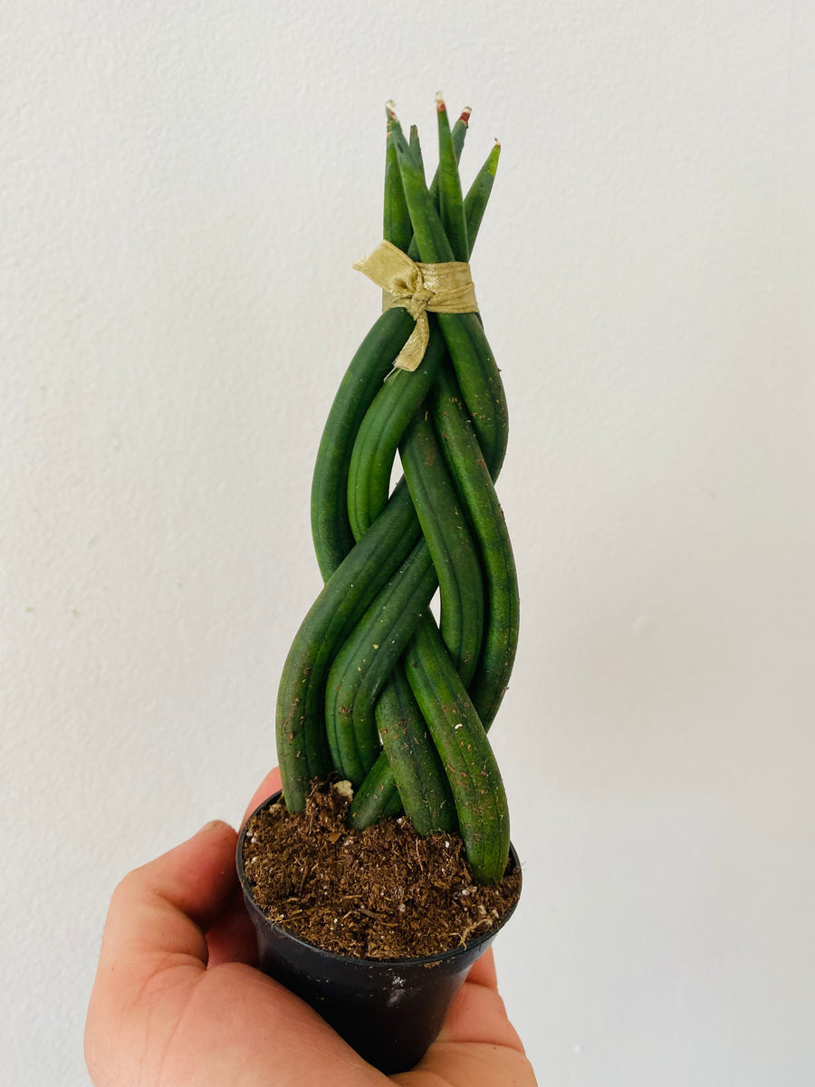 Sansevieria Dragon Fingers- Braided Snake Plant - 2