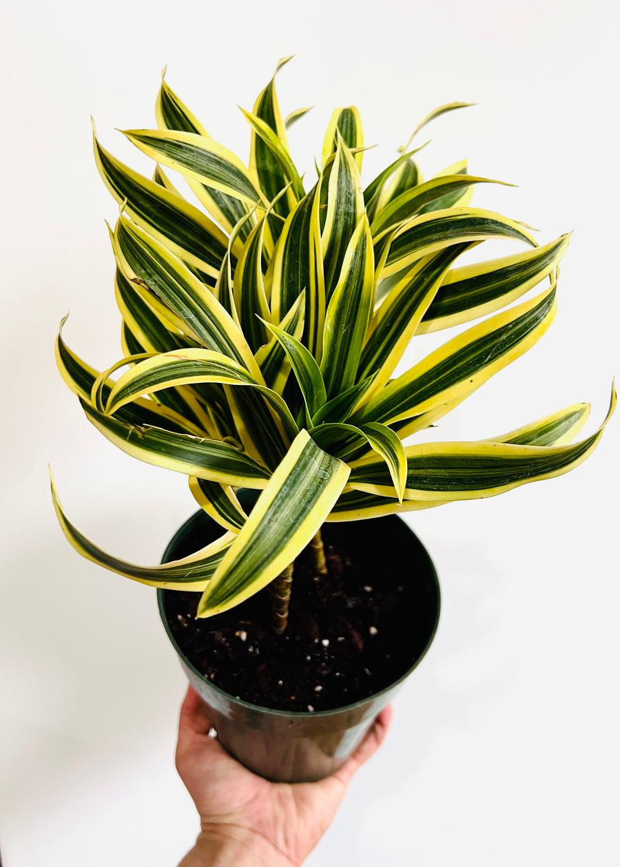 Dracaena Reflexa 'Song of India' - 6