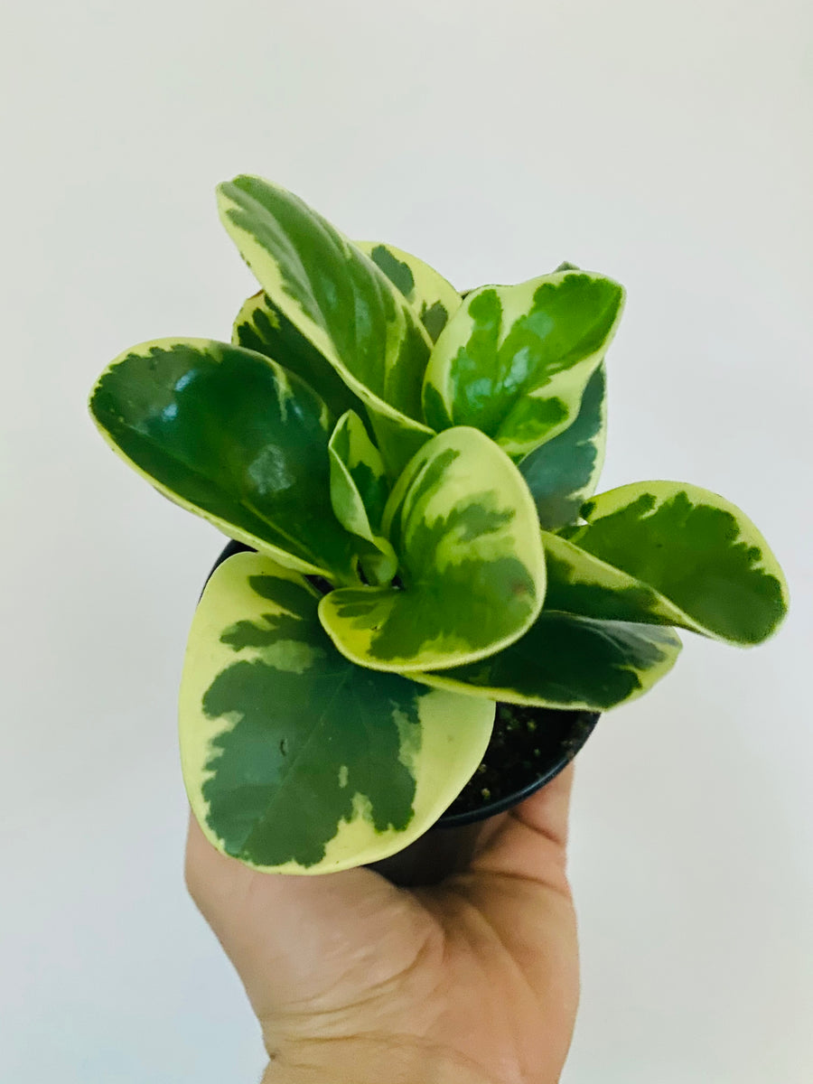 Peperomia Obtusifolia 