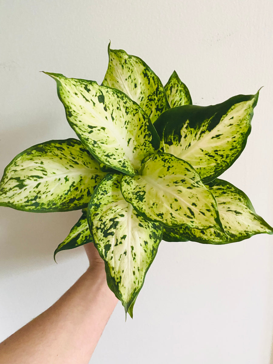 Dieffenbachia Amy - 4