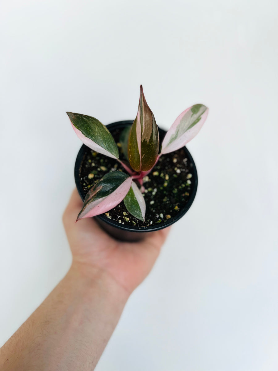 Philodendron Pink Princess - 4