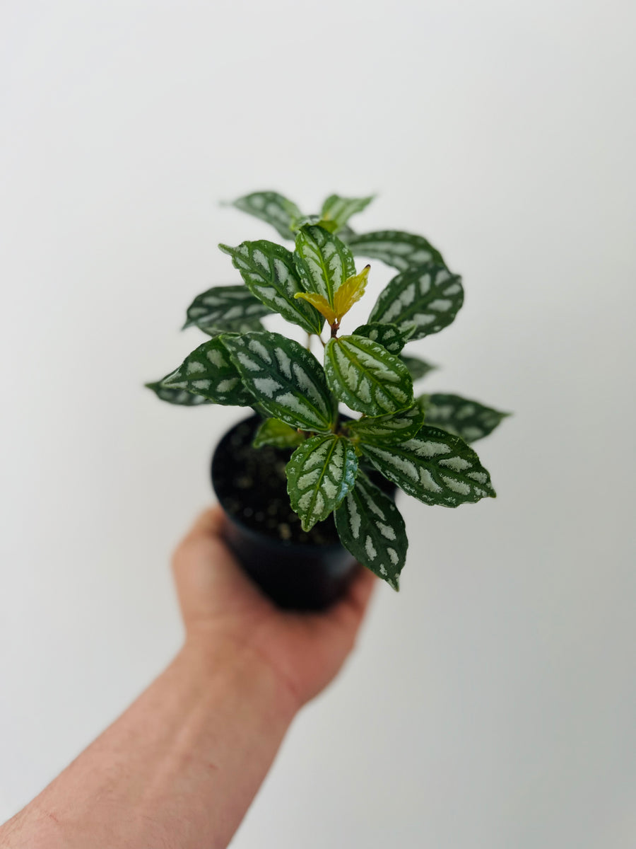 Pilea Cadierei - Aluminum Plant - 4