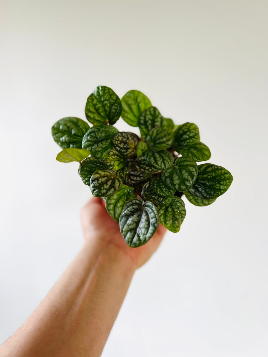 Peperomia Burbella - Crocodile Peperomia - 4