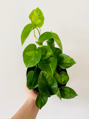 Pothos Global Green - Epipremnum Aureum ‘Global Green’ - 6