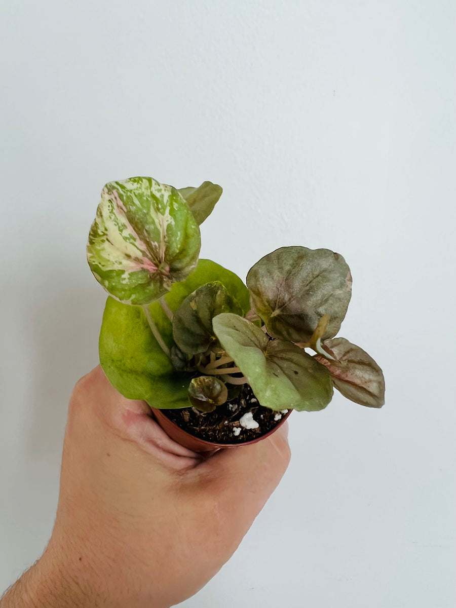 Peperomia Pink Lady - 2