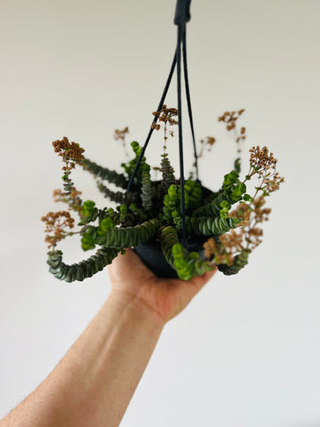String of Caterpillars - Crassula Hottentot - 4