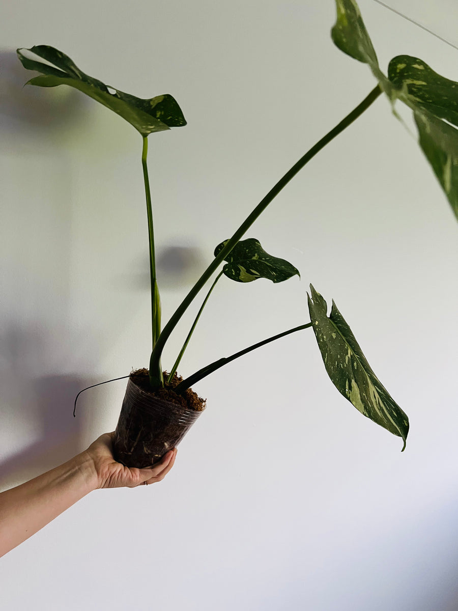 Monstera Thai Constellation - High Variegation - Plant B43 - Includes Next Day Shipping