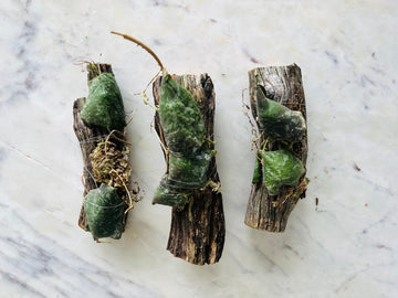 Hoya Imbricata - Mounted on Log