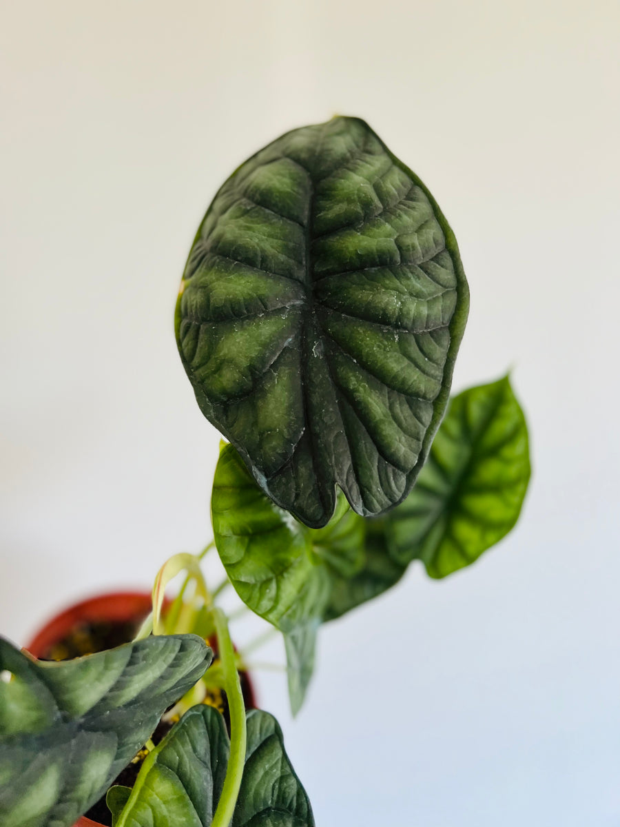 Alocasia Baginda 'Dragon Scale' - Jewel Alocasia - 6