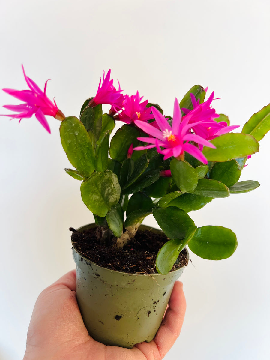 Spring Cactus - Schlumbergera Gaertneri  - 4