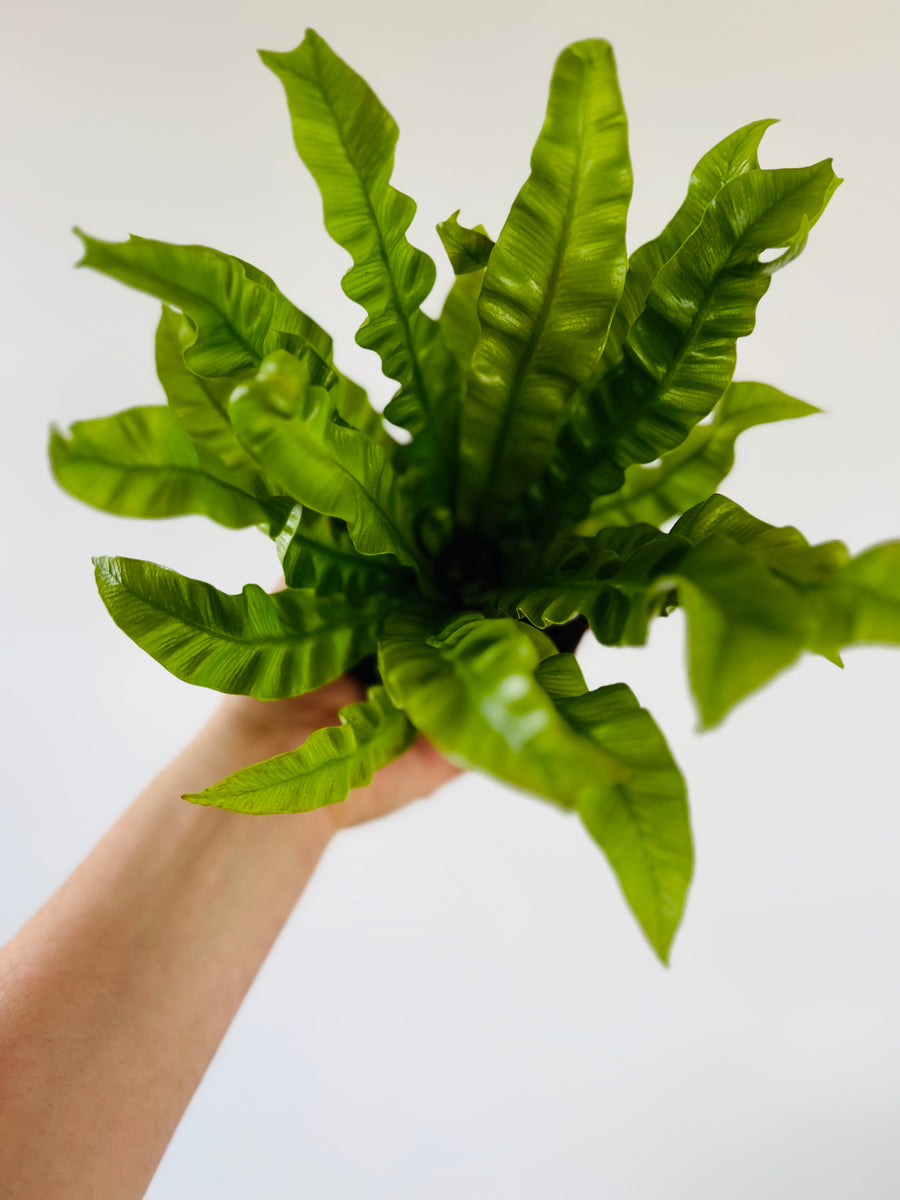Crispy Wave Fern - Asplenium Nidus - 4