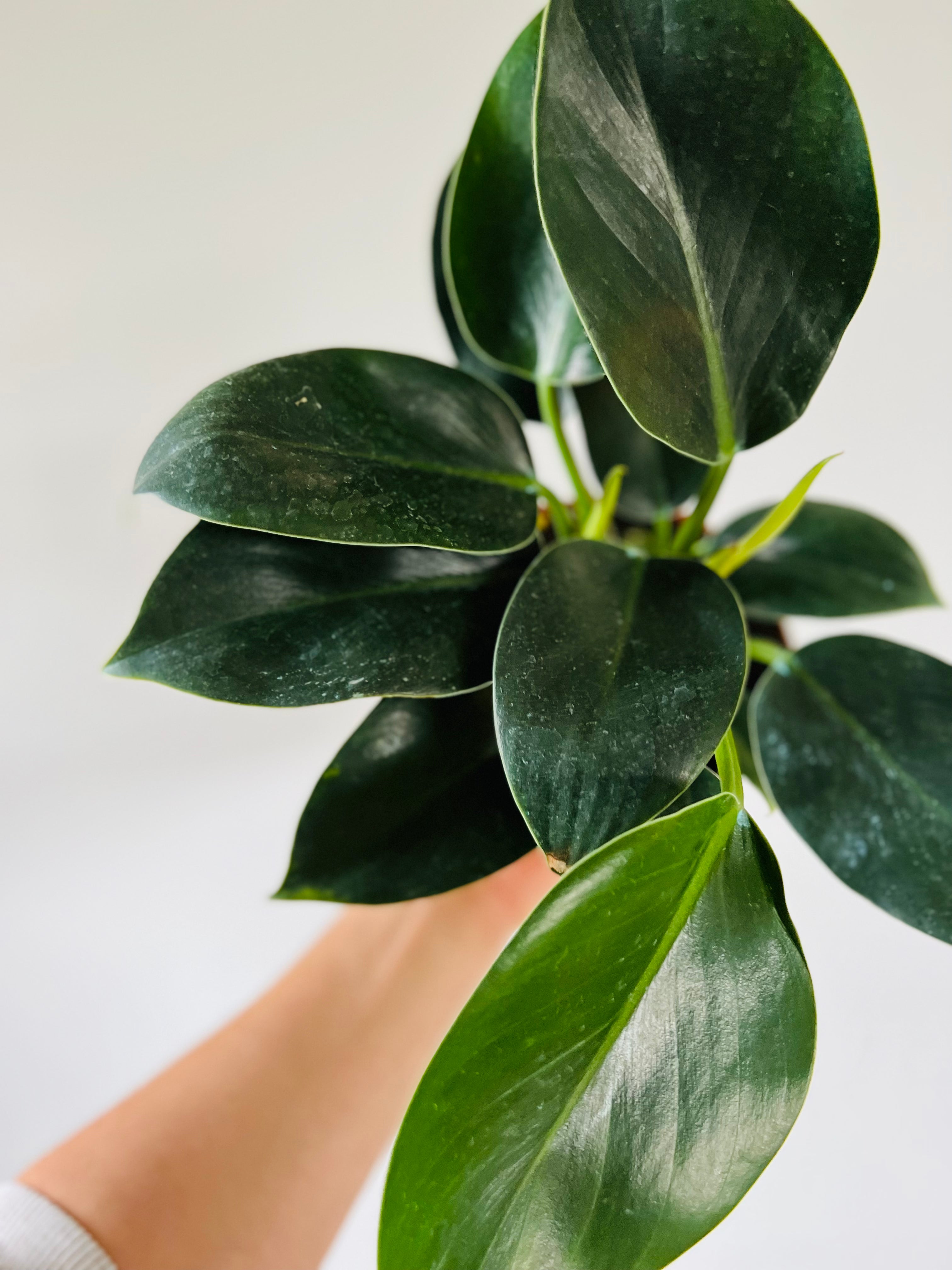 Philodendron Congo.Apple 6" Pot Brumley & Bloom