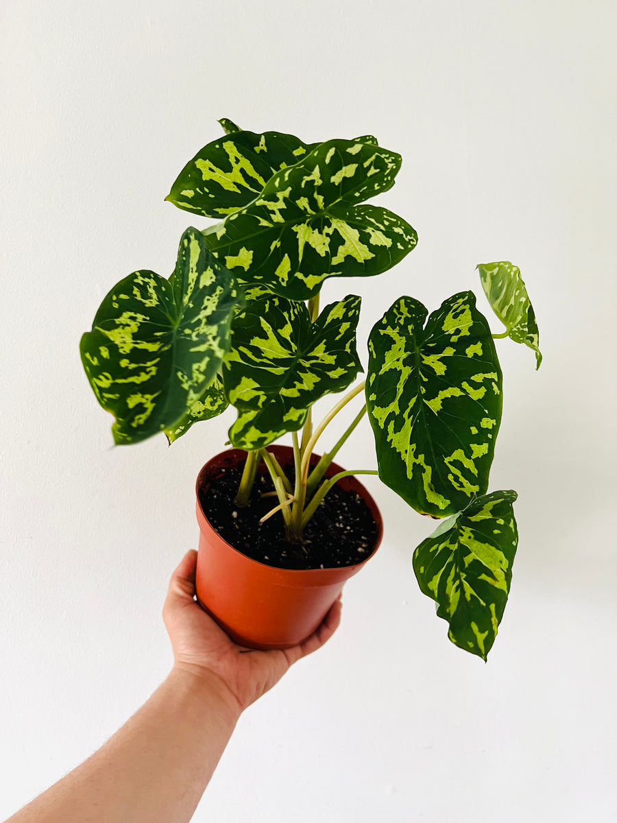 Alocasia Hilo Beauty - 6