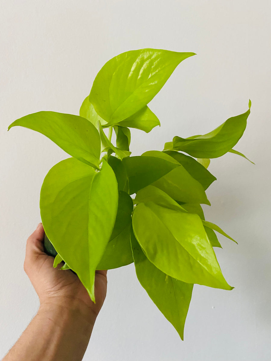 lemon pothos Epipremnum aureum 'Neon' Pothos (4" Pot)