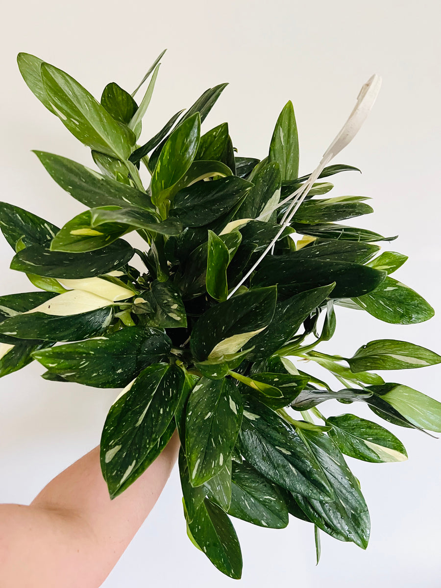 Monstera Standleyana Albo - Mother Plants - 8