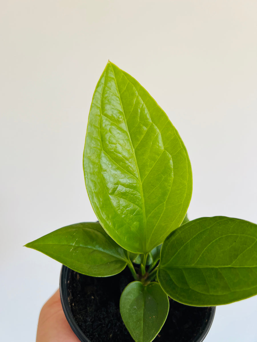 Anthurium Jenmanii - 4