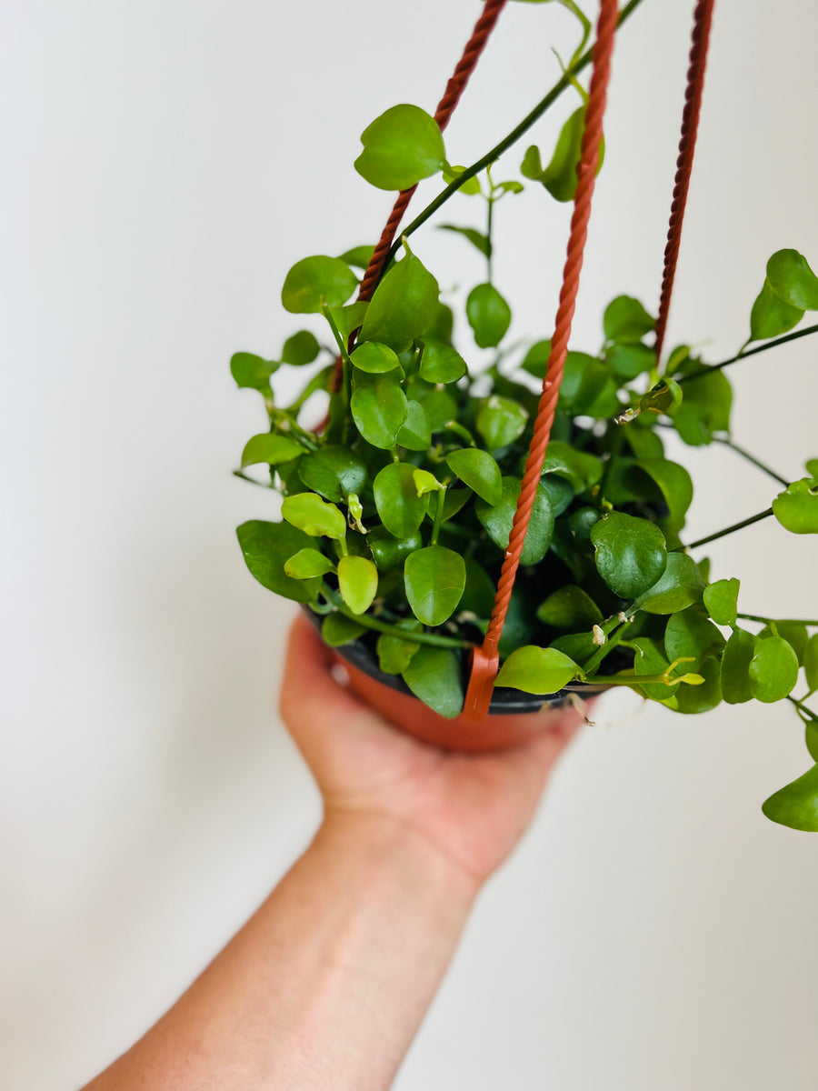 Dischidia 'Oiantha' - String of Footballs - 5