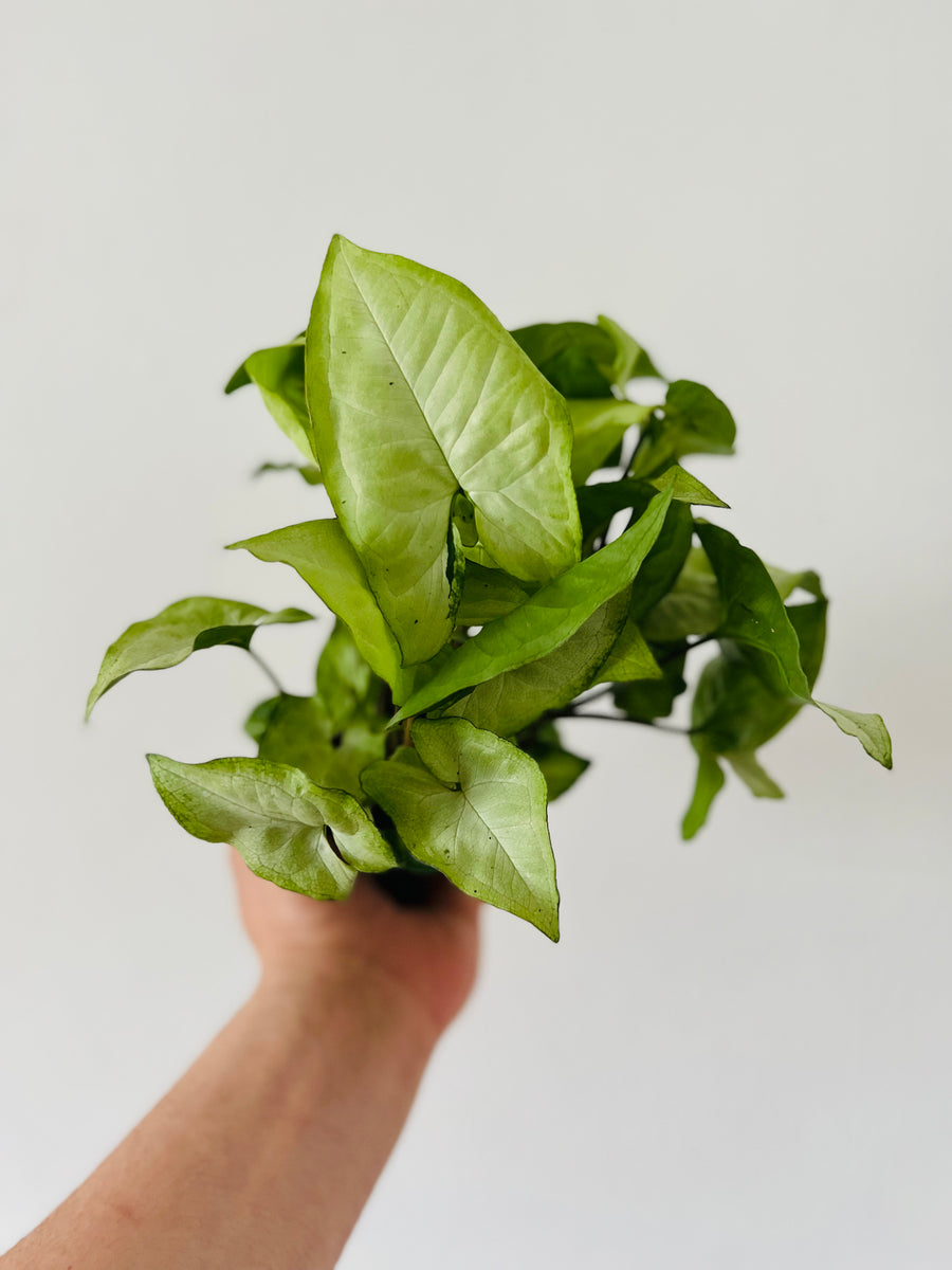 Syngonium Holly M - 4