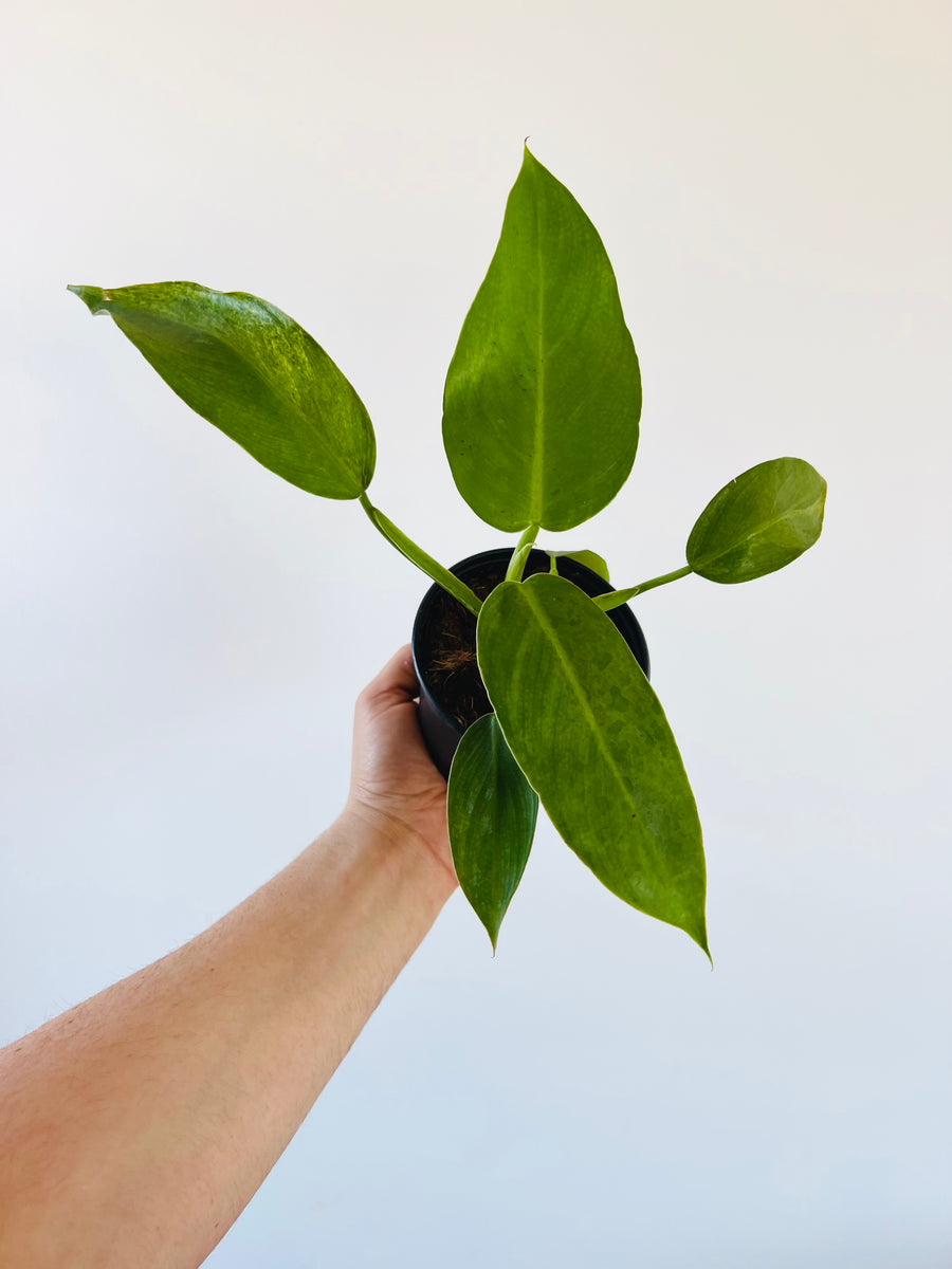 Philodendron Jose Bueno - Low Variegation - 4
