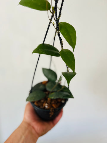 Hoya Caudata Sumatra - Hanging Basket - 4