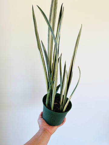 Sansevieria Bantel's Sensation - High Variegation - 6