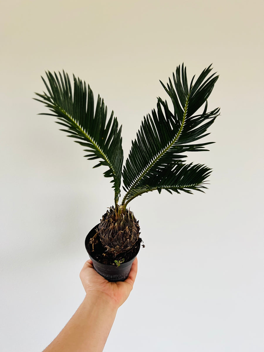 King Sago Palm - Cycad Revoluta - 4