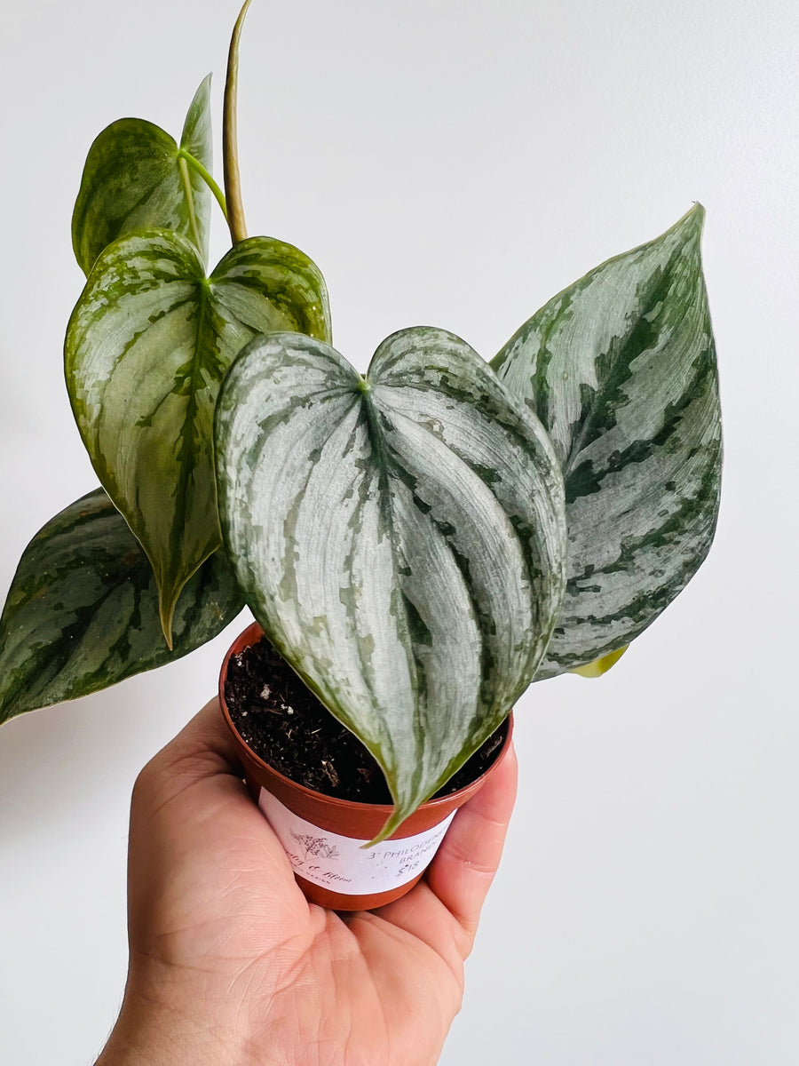 philodendron brandtianum buy Philodendron Brandtianum - Silver Shield
