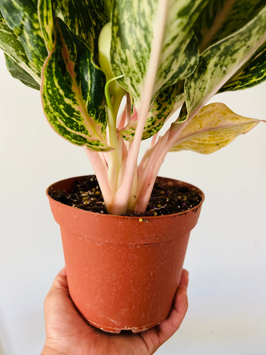 Aglaonema Sparkling Sarah - 6